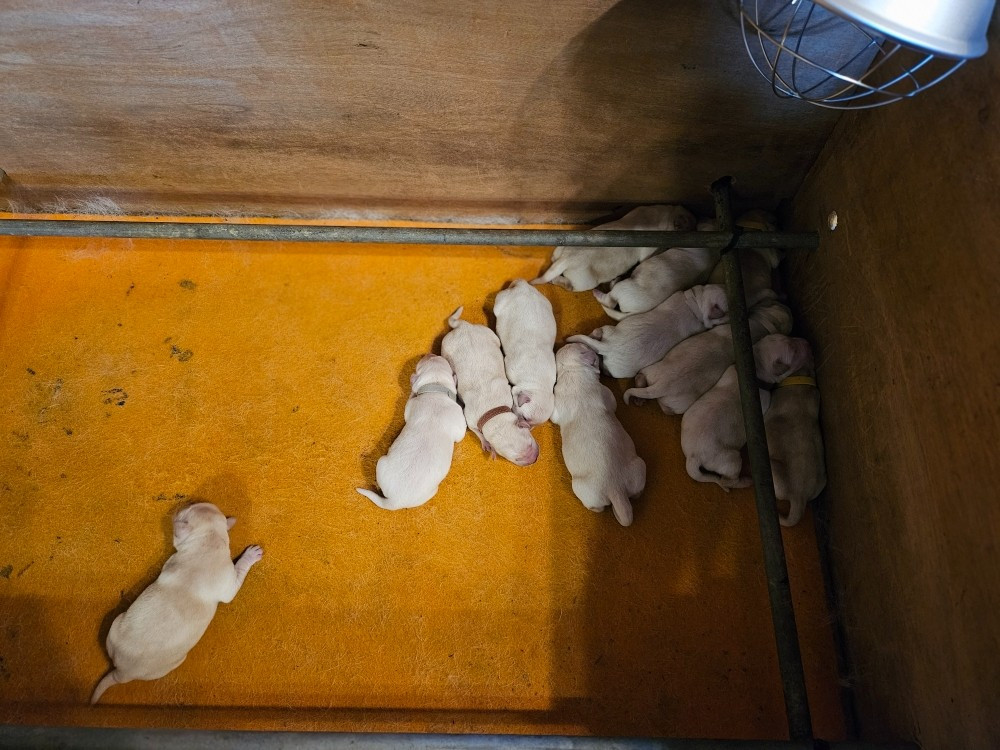 de la Roche Dragon - Chiots disponibles - Labrador Retriever