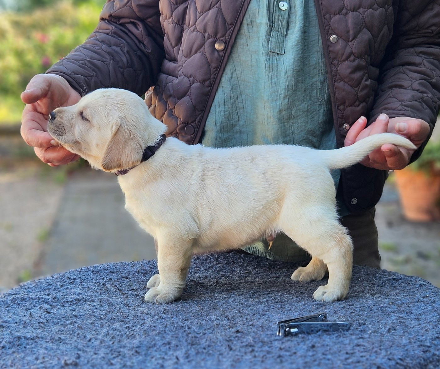 de la Roche Dragon - Chiots disponibles - Labrador Retriever