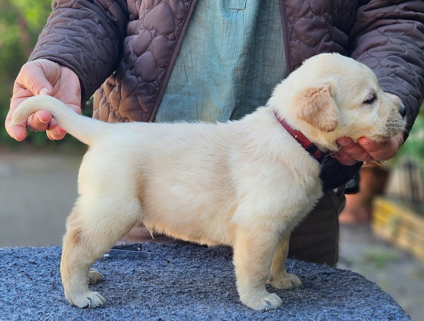 de la Roche Dragon - Chiots disponibles - Labrador Retriever