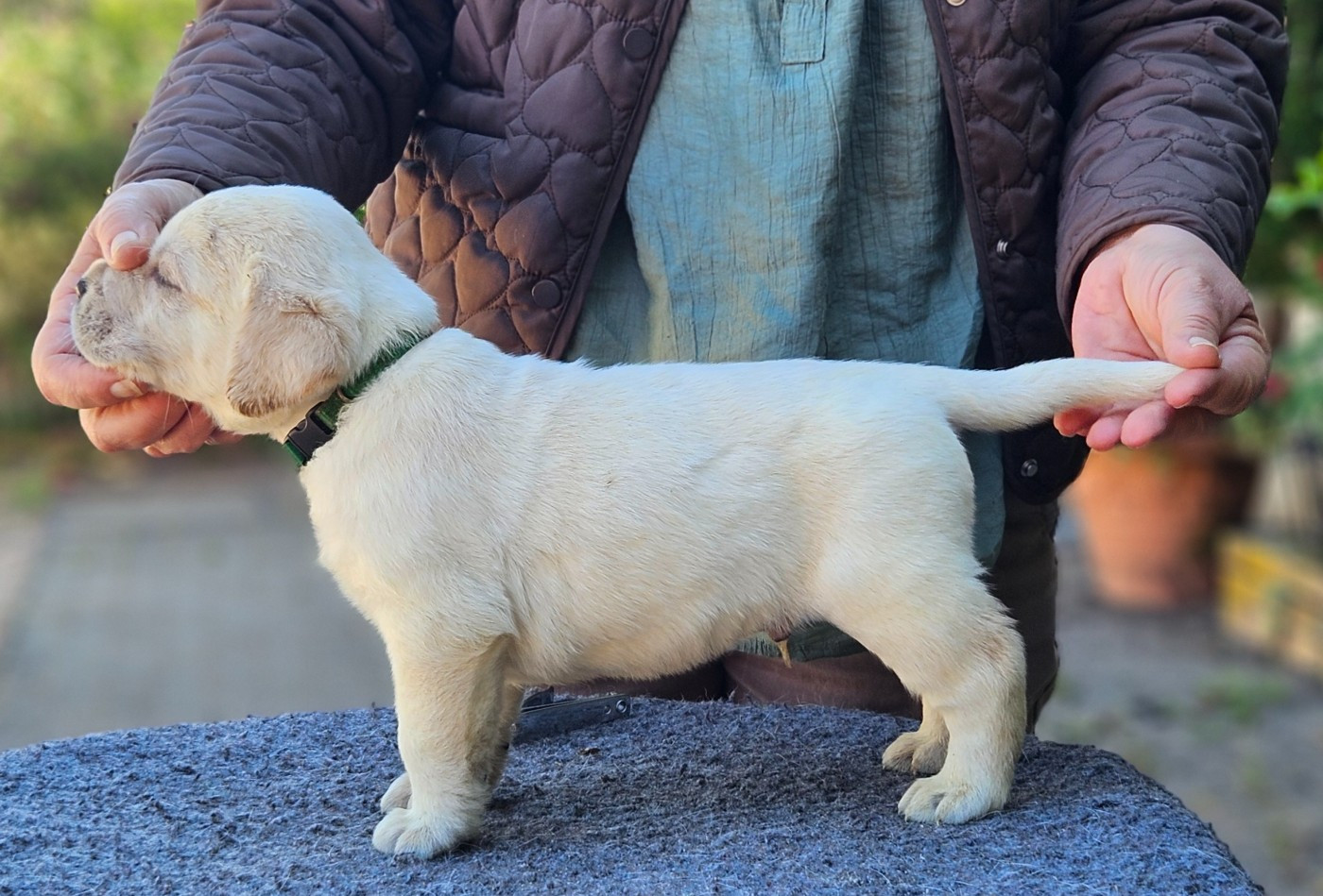 de la Roche Dragon - Chiots disponibles - Labrador Retriever