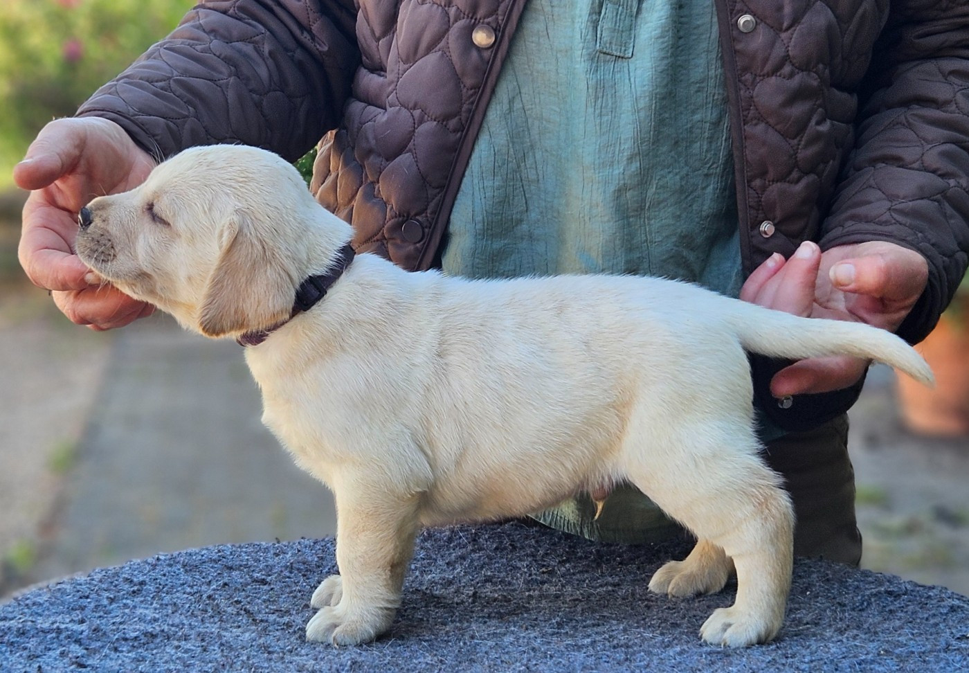 de la Roche Dragon - Chiots disponibles - Labrador Retriever