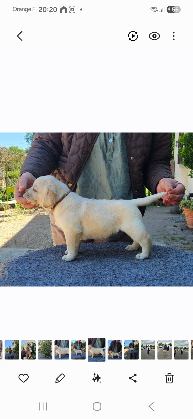 de la Roche Dragon - Chiots disponibles - Labrador Retriever