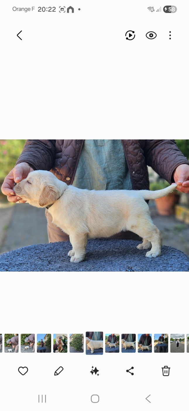 de la Roche Dragon - Chiots disponibles - Labrador Retriever
