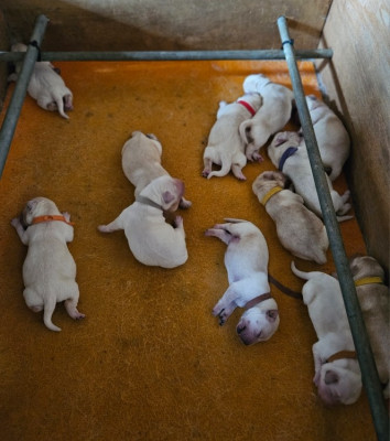 Chiot N°4