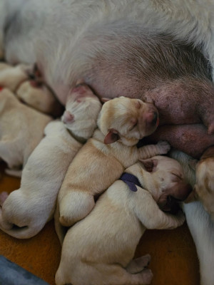 Chiot N°5