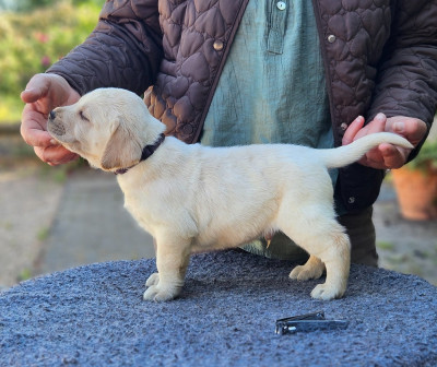 Chiot mâle collier bleu Boston