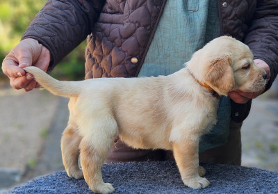 Chiot mâle collier jaune