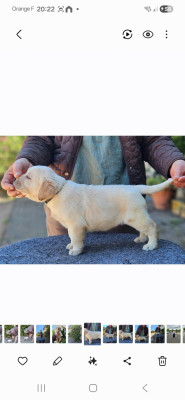 Chiot femelle collier noir