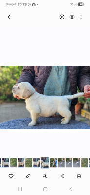 Chiot femelle collier marron