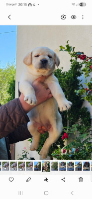 Chiot femelle collier rose